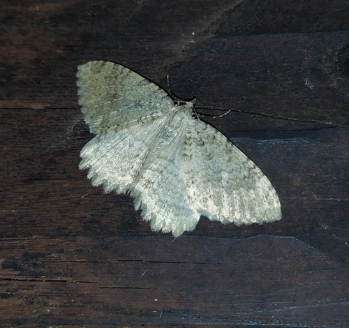 Triphosa sabaudiata (Duponchel, 1830)