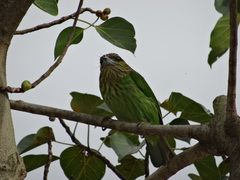 Psilopogon faiostrictus