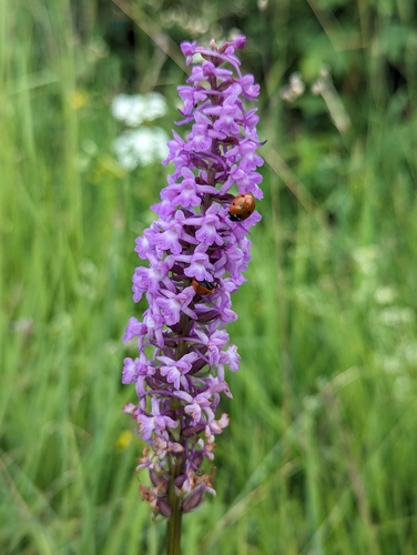 Image of Gymnadenia densiflora by (c) Elias, some rights reserved (CC BY)