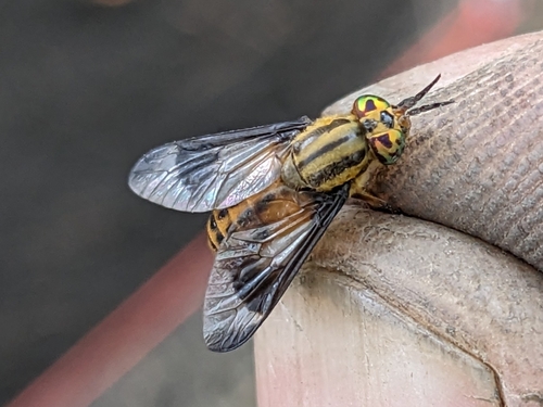 Chrysops lateralis photo 3