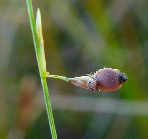 shortbristle beaksedge (Rhynchospora galeana)