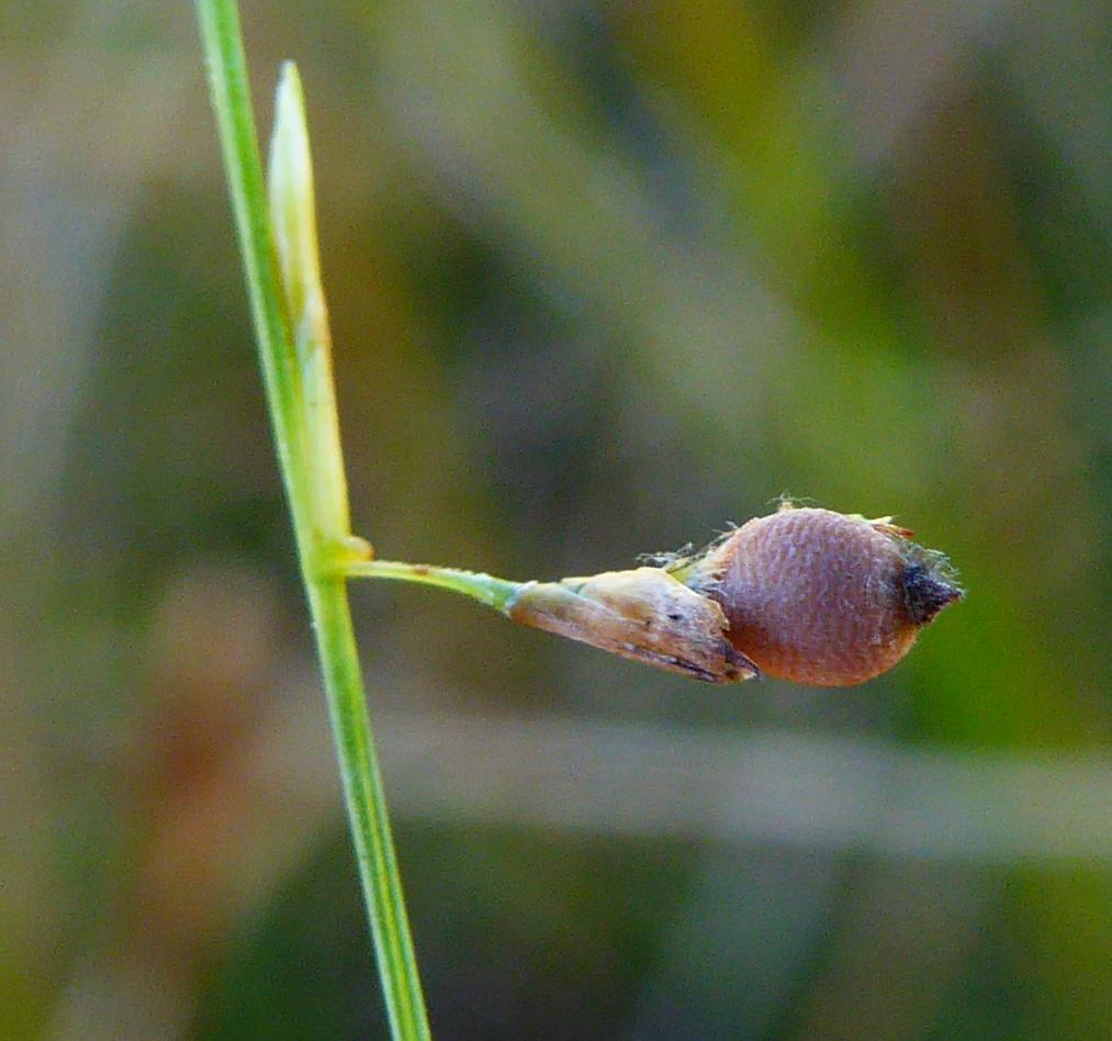 Rhynchospora galeana