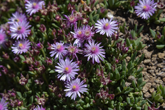 Delosperma grantiae