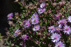 Delosperma grantiae