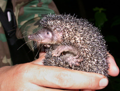 Greater Hedgehog Tenrec photo 5