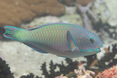 Chlorurus microrhinos