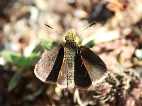 Dingy Scrub Hopper