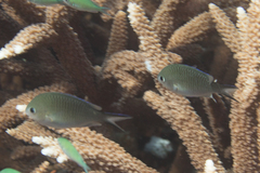 Chromis ternatensis