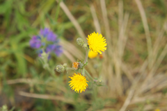 Asteraceae