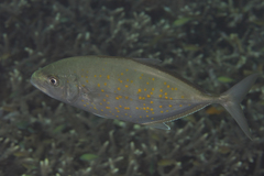 Flavocaranx bajad