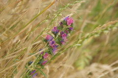 Echium vulgare