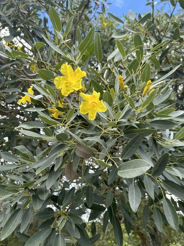 Tabebuia aurea observed 2023-07-17