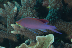 Mirolabrichthys tuka