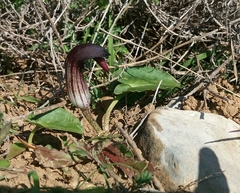 Arisarum