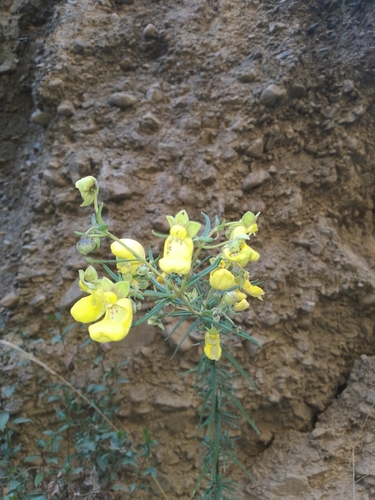 Calceolaria buchtieniana (Calceolaria buchtieniana)