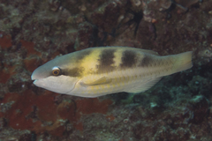 Scarus dimidiatus