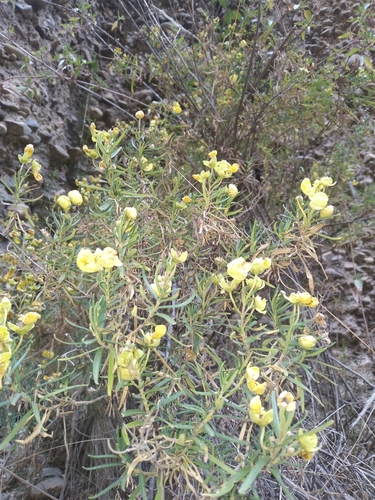 Calceolaria buchtieniana (Calceolaria buchtieniana)