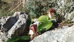 Arisarum