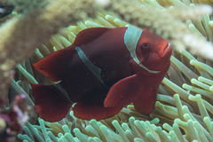 Amphiprion biaculeatus