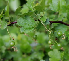 Ribes curvatum