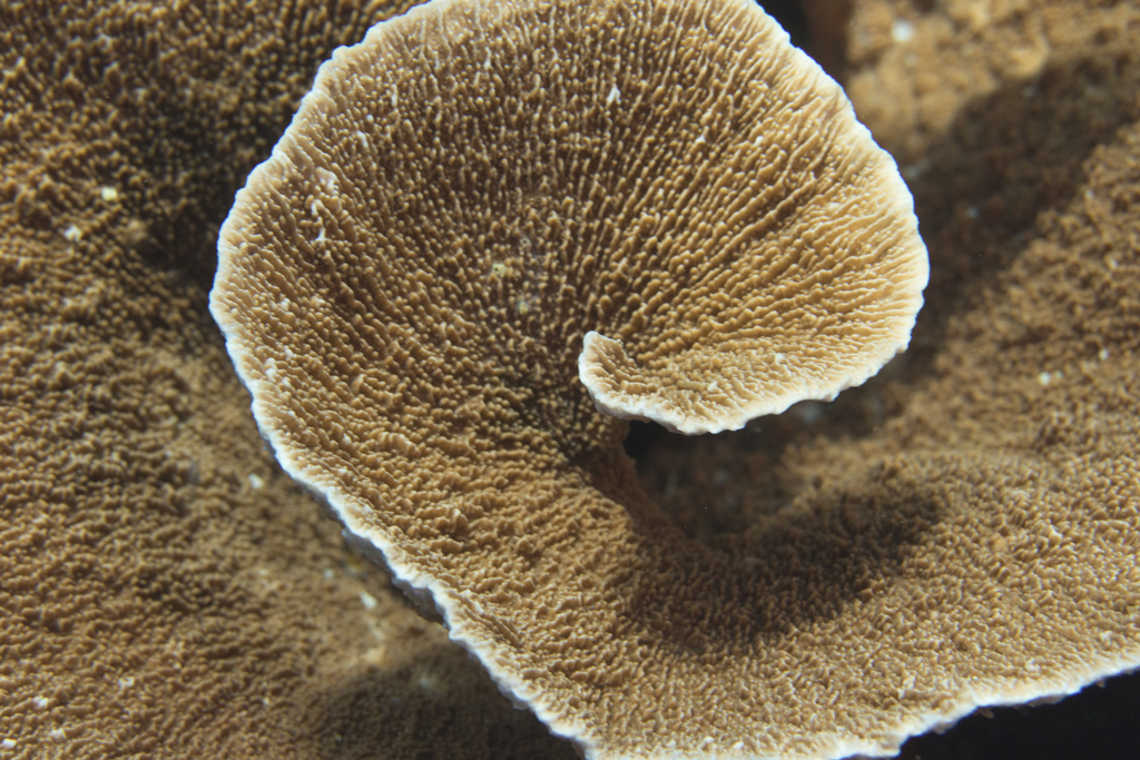 Montipora