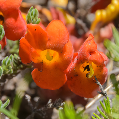 Harveya scarlatina