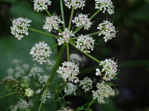 Fine-leaved Water-dropwort