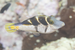 Paraluteres prionurus