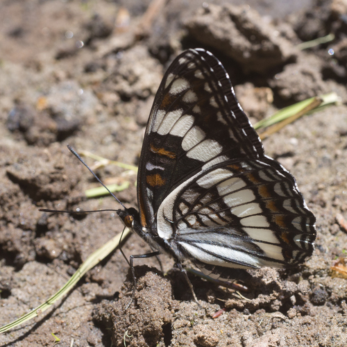 Weidemeyer's Admiral photo 5