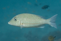 Lethrinus obsoletus