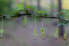 Ribes echinellum