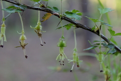 Ribes echinellum