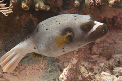 Blackspotted Puffer photo 2