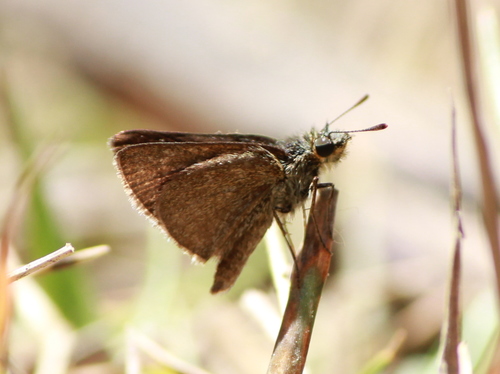 Photo of Pygmy Scrub Hopper (Aeromachus pygmaeus)