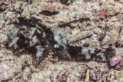 Scorpaenopsis oxycephalus