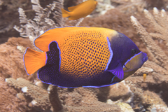 Pomacanthus navarchus