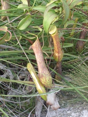 Nepenthes gracilis