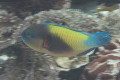 Chlorurus japanensis