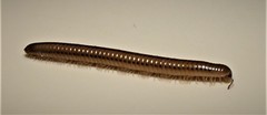 Aniulus