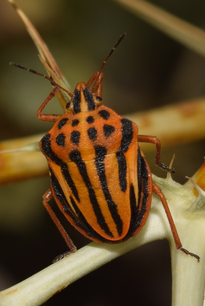 Semipunctated Shield Bug from Almería, España on July 15, 2023 at 08:57 ...