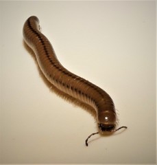 Aniulus