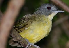 Grey-Headed Bristlebill photo 3