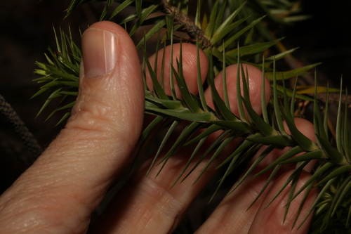 Image of Melichrus adpressus by (c) Greg Tasney, some rights reserved (CC BY-SA)