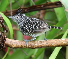 Thamnophilus doliatus image