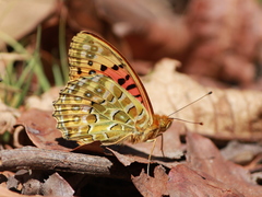 Argynnis castetsi