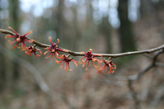 Hamamelis ovalis
