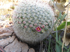 Mammillaria jaliscana jaliscana