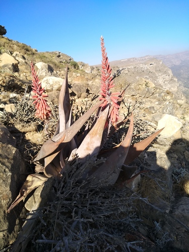 Aloe dhufarensis