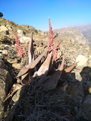 Aloe dhufarensis