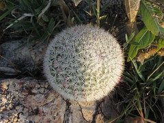 Mammillaria jaliscana jaliscana